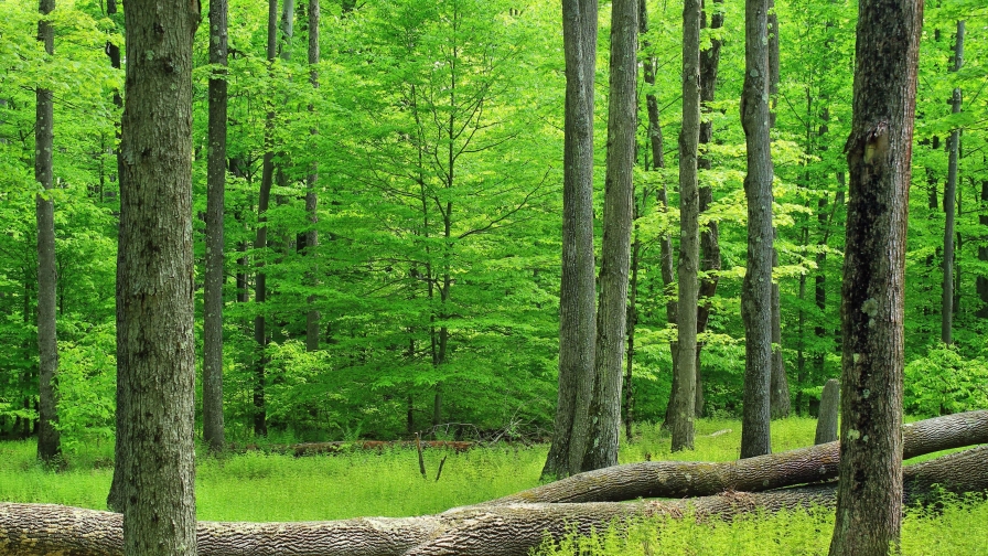 Wonderful beautiful green forest