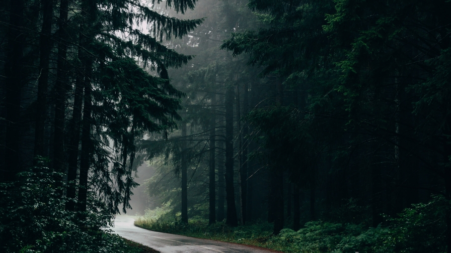 Wonderful Foggy Pine Forest