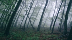 Wonderful Foggy Pine Forest