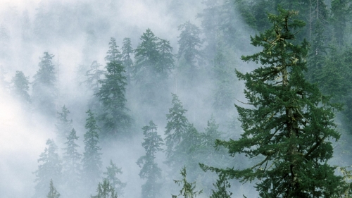 Wonderful Foggy Pine Forest