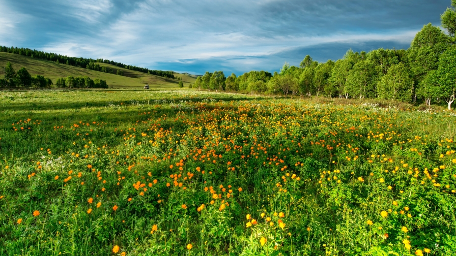 Wonderful Green Field and Forest