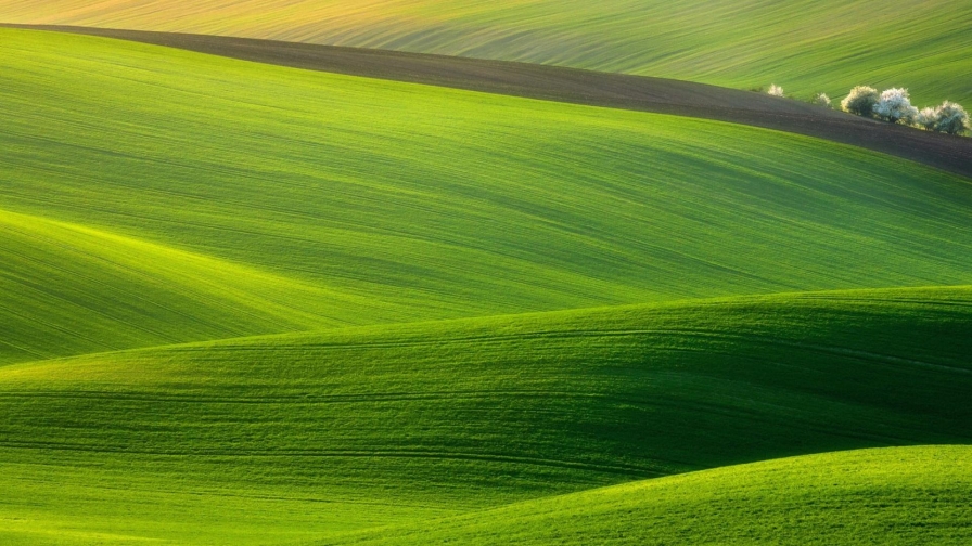 Wonderful Green Fields at Morning