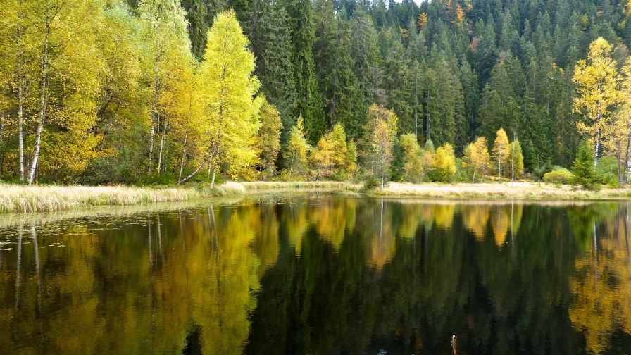 Wonderful Green Forest and Pure Lake