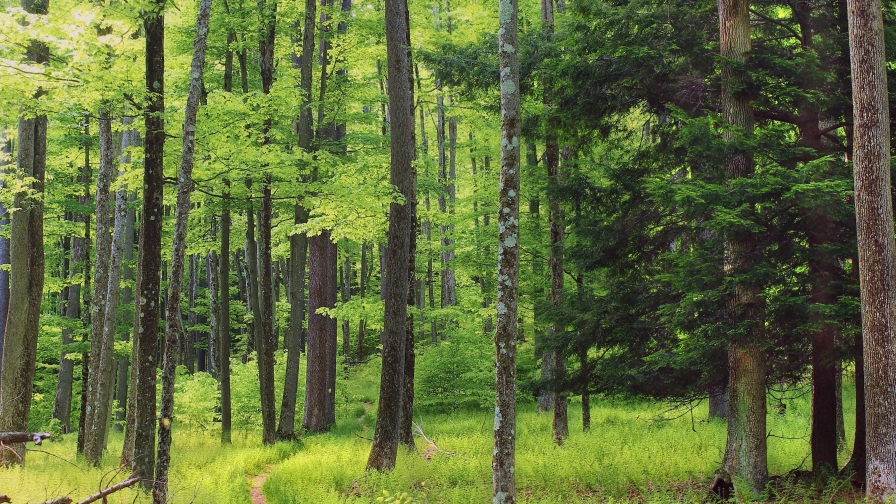 Wonderful green forest and summer