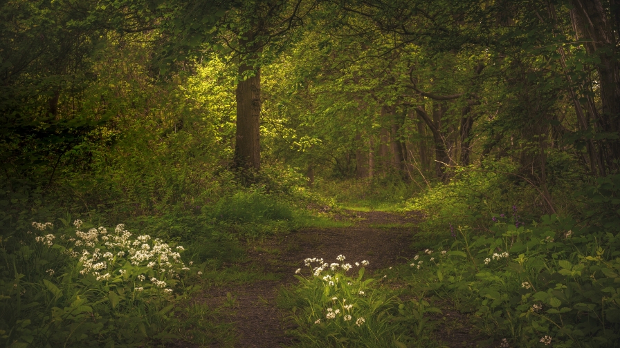 Wonderful Green Forest and Sunlight