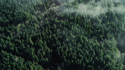 Wonderful Green Pine Forest and Clouds