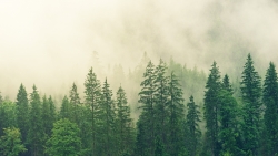 Wonderful Green Pine Forest and Fog