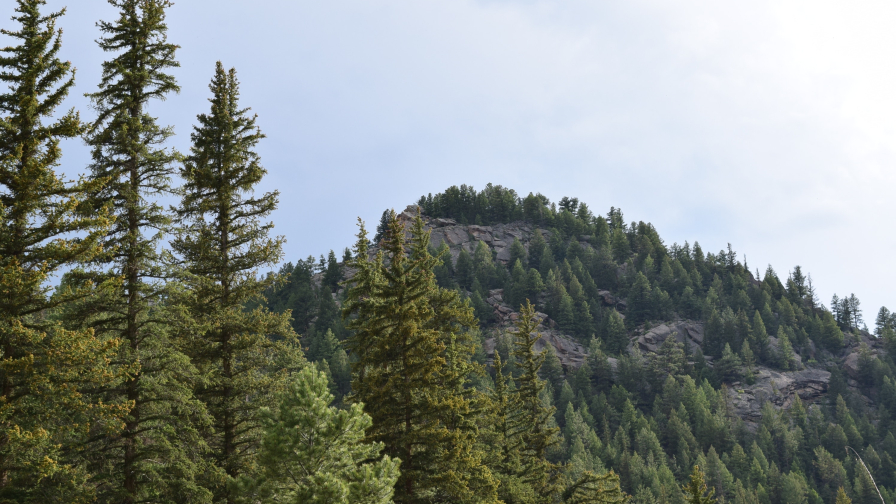 Wonderful green pine forest and mountain