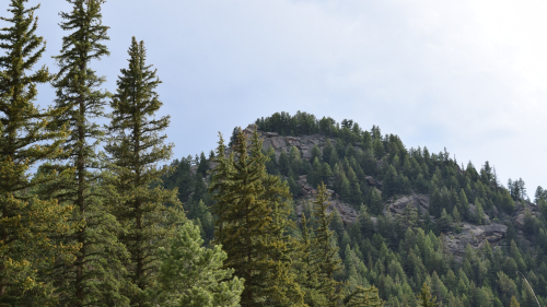 Wonderful green pine forest and mountain