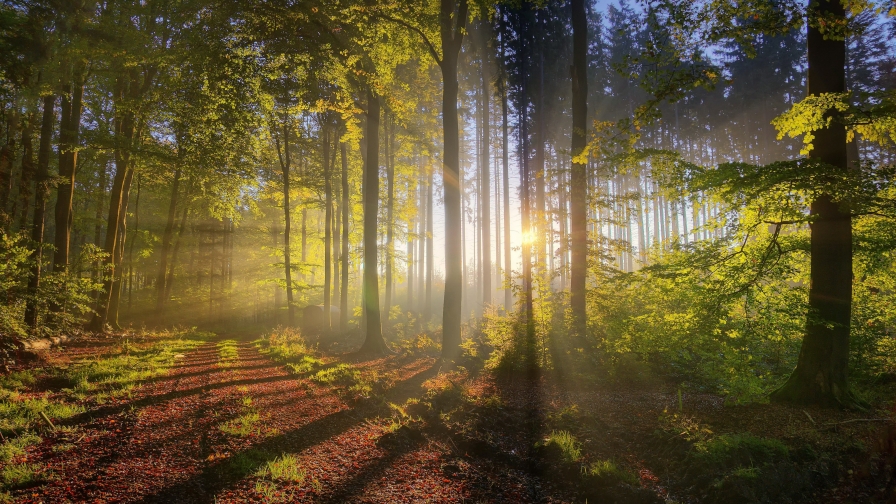 Wonderful Morning Forest and Sunlight