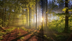 Wonderful Morning Forest and Sunlight