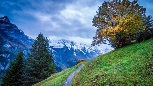 Wonderful Mountain Valley and Forest with Green Field