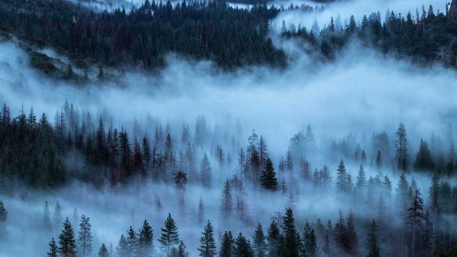 Wonderful foggy night forest