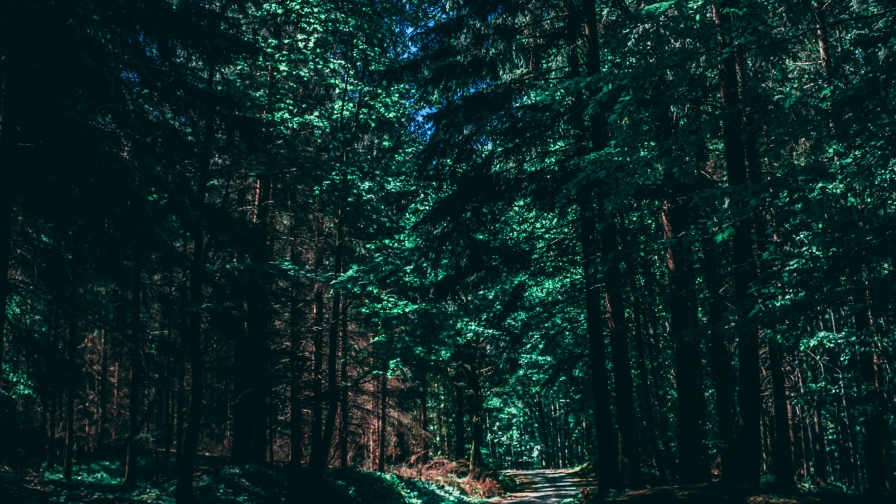 Wonderful Old Pine Forest and Sunlight