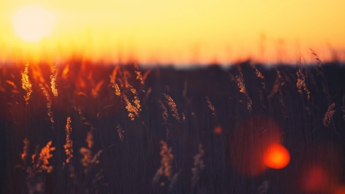 Wonderful Orange Sunlight and Field