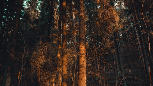 Wonderful Pine Forest and Sunlight