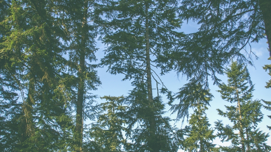 Wonderful Pine Forest Trees