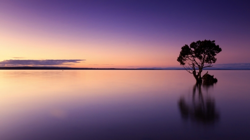 Wonderful Purple Sunset and Single Tree