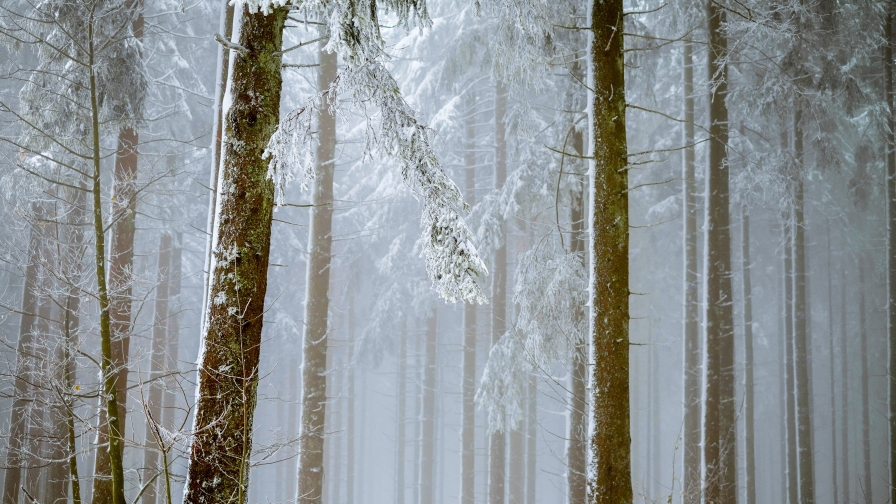 Wonderful Scenic View of Winter Forest