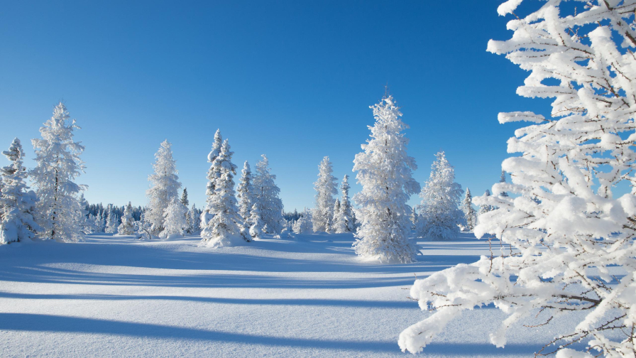 Wonderful Snowed Forest and Clear Sky