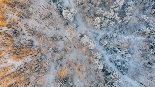 Wonderful Snowed Forest and Sunset