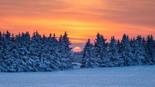 Wonderful Snowed Forest During Sunrise