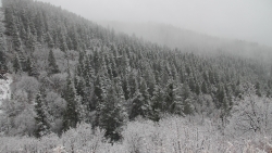 Wonderful Snowed Old Pine Forest