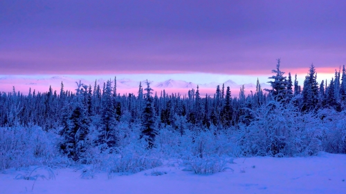 Wonderful Snowed Pine Forest and Pink Sunset