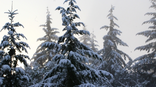 Wonderful snowed pine forest