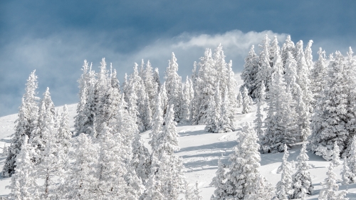 Wonderful Snowed Spruces in Pine Forest