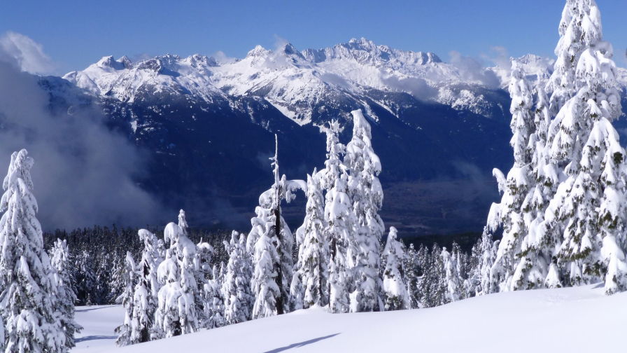 Wonderful Snowy Forest and Daylight