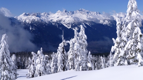 Wonderful Snowy Forest and Daylight