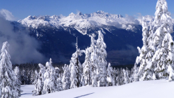 Wonderful Snowy Forest and Daylight