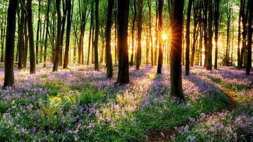 Wonderful Spring Forest with Trees and Purple Flowers