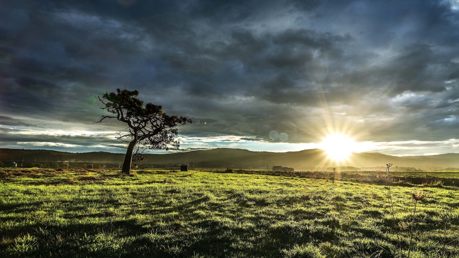 Wonderful Sunlight and Grass on Sunset