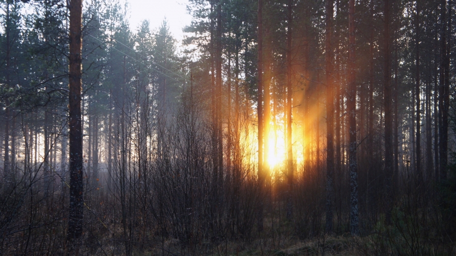 Wonderful Sunlight in Old Pine Forest