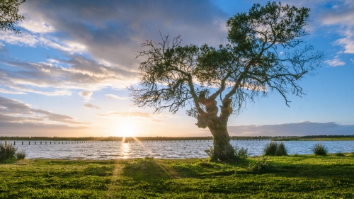 Wonderful Sunlight in Tree and Big Lake