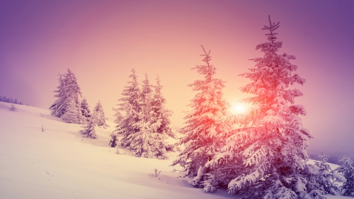 Wonderful Sunlight in Winter Snowed Pine Forest