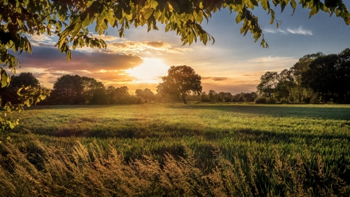 Wonderful Sunset and Green Field