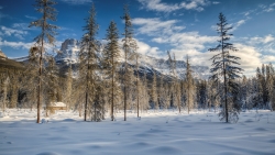 Wonderful winter forest and clear sky