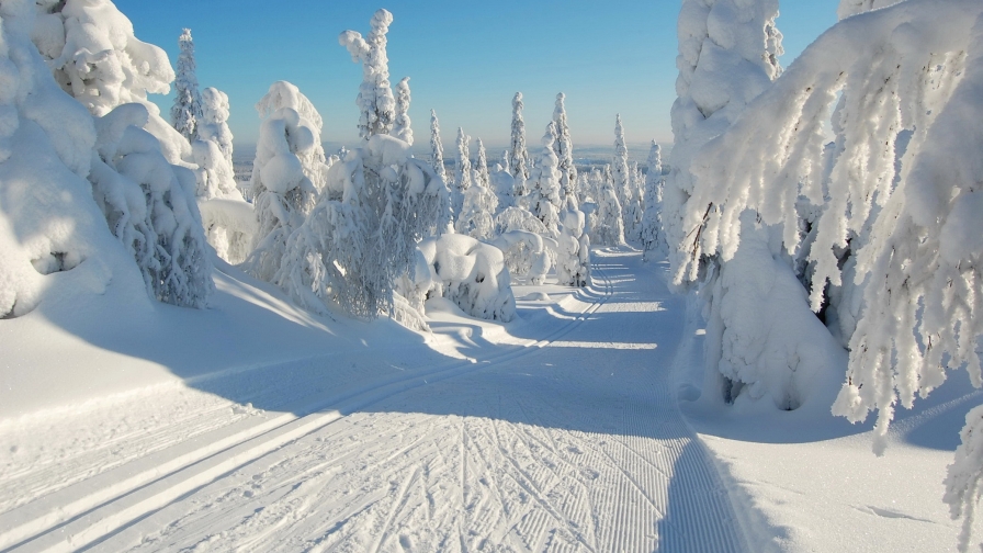 Wonderful winter forest and road