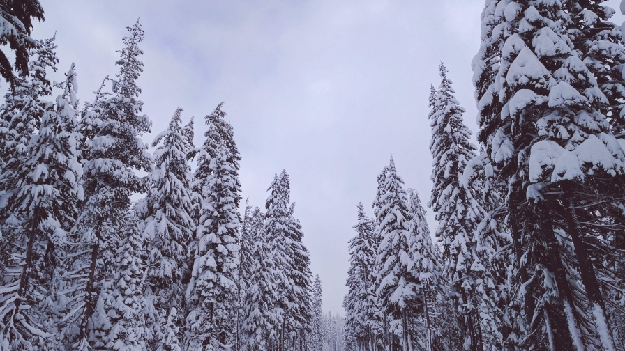 Wonderful Winter Forest and Snowed Trees