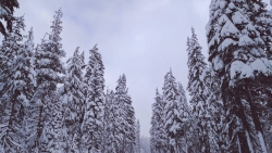 Wonderful Winter Forest and Snowed Trees