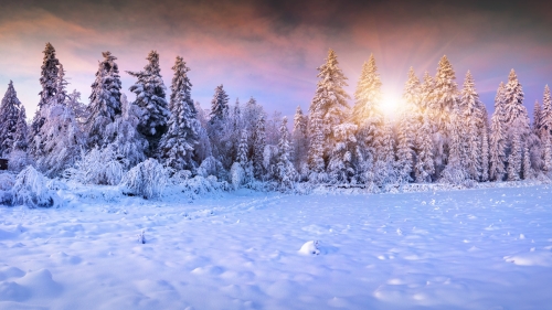 Wonderful Winter Forest and Sunlight