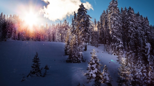 Wonderful Winter Forest and Sunrise