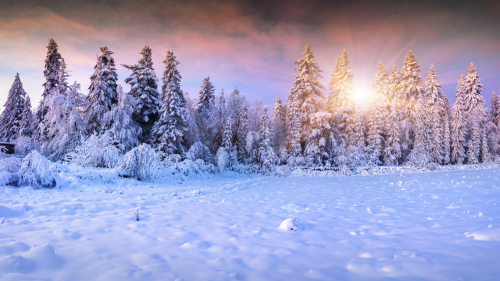 Wonderful Winter Forest and Sunset