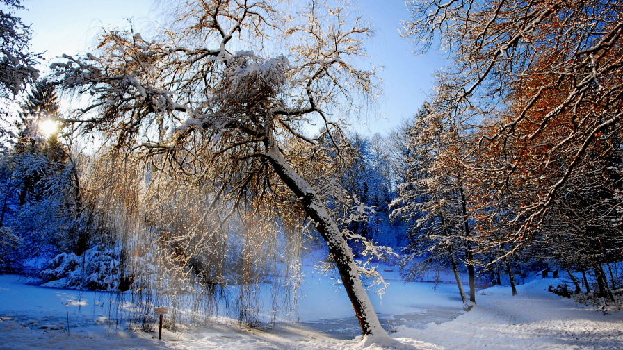 Wonderful Winter Snow Cover Garden