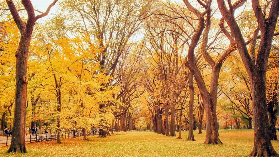 Wonderful Yellow Leaves in Autumn Garden