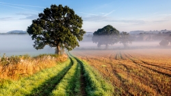 Yellow and Green Field with Single Tree