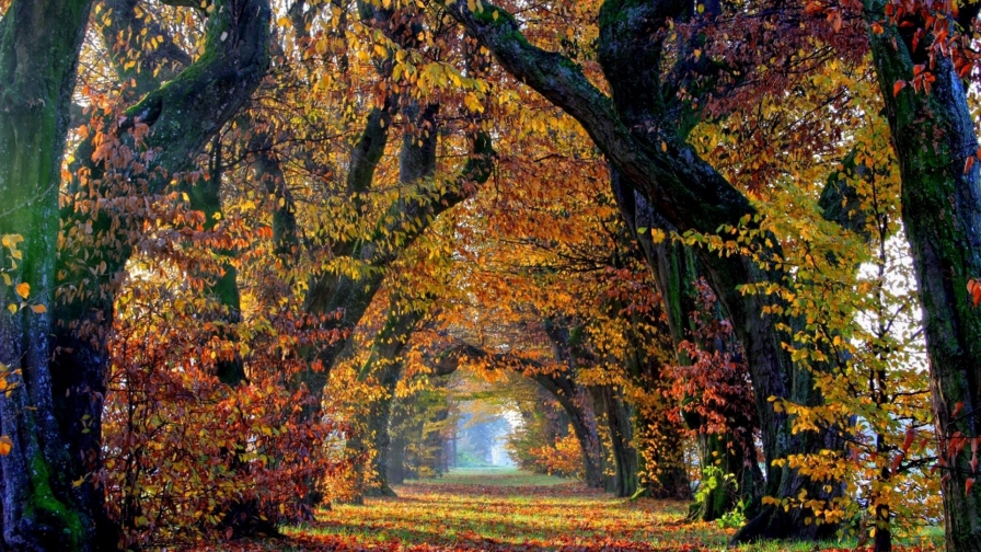 Yellow and Red Leaves on Trees and on Ground